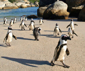 Ancient Penguins Uncovered - Gansbaai Daily News